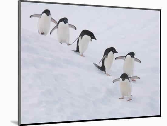 Group of Adelie Penguins at Steep Face of an Iceberg, Antarctic Peninsula-Hugh Rose-Mounted Photographic Print