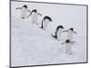 Group of Adelie Penguins at Steep Face of an Iceberg, Antarctic Peninsula-Hugh Rose-Mounted Photographic Print