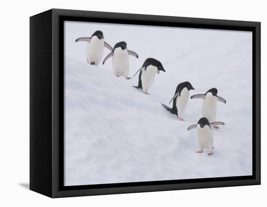 Group of Adelie Penguins at Steep Face of an Iceberg, Antarctic Peninsula-Hugh Rose-Framed Stretched Canvas