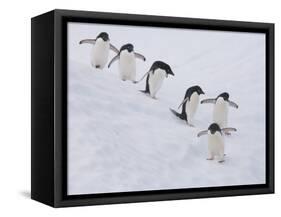 Group of Adelie Penguins at Steep Face of an Iceberg, Antarctic Peninsula-Hugh Rose-Framed Stretched Canvas