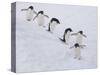 Group of Adelie Penguins at Steep Face of an Iceberg, Antarctic Peninsula-Hugh Rose-Stretched Canvas