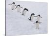 Group of Adelie Penguins at Steep Face of an Iceberg, Antarctic Peninsula-Hugh Rose-Stretched Canvas