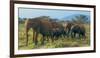 Group of African Bush Elephants on the Move in Samburu National Reserve, Kenya-John Alves-Framed Photographic Print