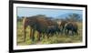 Group of African Bush Elephants on the Move in Samburu National Reserve, Kenya-John Alves-Framed Photographic Print