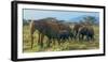 Group of African Bush Elephants on the Move in Samburu National Reserve, Kenya-John Alves-Framed Photographic Print