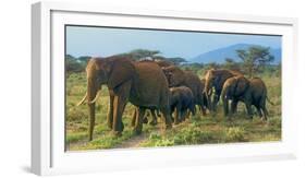 Group of African Bush Elephants on the Move in Samburu National Reserve, Kenya-John Alves-Framed Photographic Print