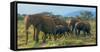 Group of African Bush Elephants on the Move in Samburu National Reserve, Kenya-John Alves-Framed Stretched Canvas