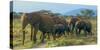 Group of African Bush Elephants on the Move in Samburu National Reserve, Kenya-John Alves-Stretched Canvas