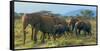 Group of African Bush Elephants on the Move in Samburu National Reserve, Kenya-John Alves-Framed Stretched Canvas