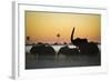 Group Of African Elephants (Loxodonta Africana) Silhouetted At Sunrise, Okavango Delta, Botswana-Wim van den Heever-Framed Photographic Print