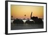 Group Of African Elephants (Loxodonta Africana) Silhouetted At Sunrise, Okavango Delta, Botswana-Wim van den Heever-Framed Photographic Print