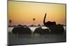 Group Of African Elephants (Loxodonta Africana) Silhouetted At Sunrise, Okavango Delta, Botswana-Wim van den Heever-Mounted Photographic Print