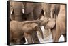 Group of African elephants with baby (Loxodonta africana), Serengeti National Park, Tanzania, East -null-Framed Stretched Canvas