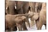 Group of African elephants with baby (Loxodonta africana), Serengeti National Park, Tanzania, East -null-Stretched Canvas