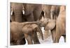 Group of African elephants with baby (Loxodonta africana), Serengeti National Park, Tanzania, East -null-Framed Photographic Print