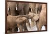 Group of African elephants with baby (Loxodonta africana), Serengeti National Park, Tanzania, East -null-Framed Photographic Print