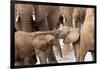 Group of African elephants with baby (Loxodonta africana), Serengeti National Park, Tanzania, East -null-Framed Photographic Print