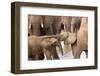 Group of African elephants with baby (Loxodonta africana), Serengeti National Park, Tanzania, East -null-Framed Photographic Print