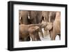 Group of African elephants with baby (Loxodonta africana), Serengeti National Park, Tanzania, East -null-Framed Photographic Print