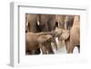 Group of African elephants with baby (Loxodonta africana), Serengeti National Park, Tanzania, East -null-Framed Photographic Print