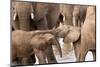Group of African elephants with baby (Loxodonta africana), Serengeti National Park, Tanzania, East -null-Mounted Photographic Print