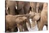 Group of African elephants with baby (Loxodonta africana), Serengeti National Park, Tanzania, East -null-Stretched Canvas