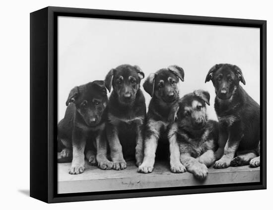 Group of Alsatian Puppies-Thomas Fall-Framed Stretched Canvas