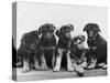 Group of Alsatian Puppies-Thomas Fall-Stretched Canvas