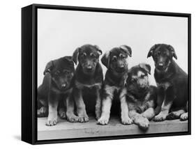 Group of Alsatian Puppies-Thomas Fall-Framed Stretched Canvas