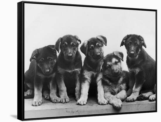 Group of Alsatian Puppies-Thomas Fall-Framed Stretched Canvas
