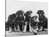 Group of Alsatian Puppies-Thomas Fall-Stretched Canvas