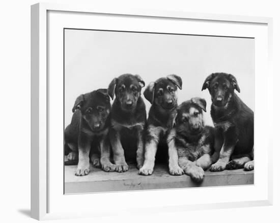 Group of Alsatian Puppies-Thomas Fall-Framed Photographic Print