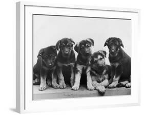 Group of Alsatian Puppies-Thomas Fall-Framed Photographic Print