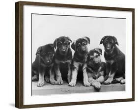 Group of Alsatian Puppies-Thomas Fall-Framed Photographic Print