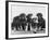 Group of Alsatian Puppies-Thomas Fall-Framed Photographic Print