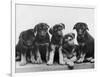 Group of Alsatian Puppies-Thomas Fall-Framed Photographic Print