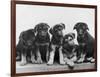 Group of Alsatian Puppies-Thomas Fall-Framed Photographic Print