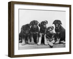 Group of Alsatian Puppies-Thomas Fall-Framed Photographic Print