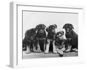 Group of Alsatian Puppies-Thomas Fall-Framed Photographic Print