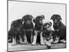 Group of Alsatian Puppies-Thomas Fall-Mounted Photographic Print