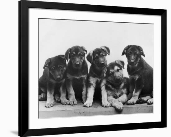 Group of Alsatian Puppies-Thomas Fall-Framed Photographic Print