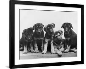 Group of Alsatian Puppies-Thomas Fall-Framed Photographic Print