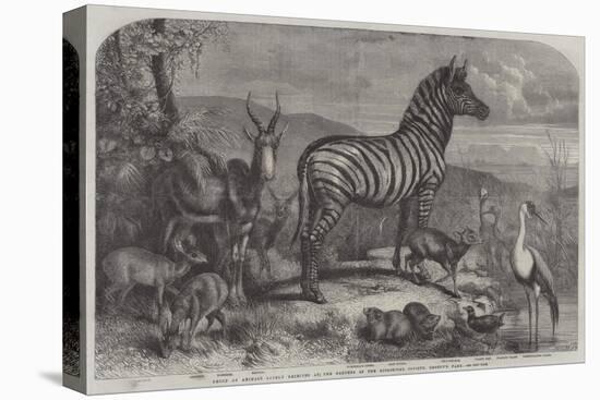 Group of Animals Lately Received at the Gardens of the Zoological Society, Regent's Park-Johann Baptist Zwecker-Stretched Canvas
