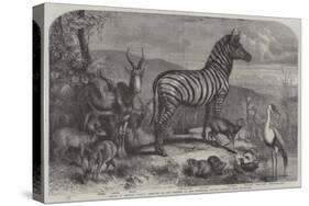 Group of Animals Lately Received at the Gardens of the Zoological Society, Regent's Park-Johann Baptist Zwecker-Stretched Canvas