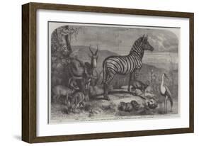 Group of Animals Lately Received at the Gardens of the Zoological Society, Regent's Park-Johann Baptist Zwecker-Framed Giclee Print