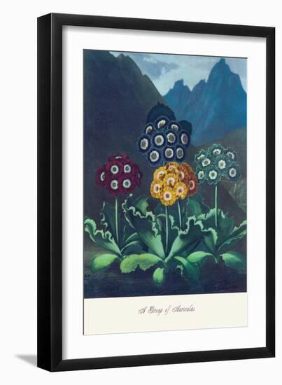 Group of Auricles-null-Framed Art Print