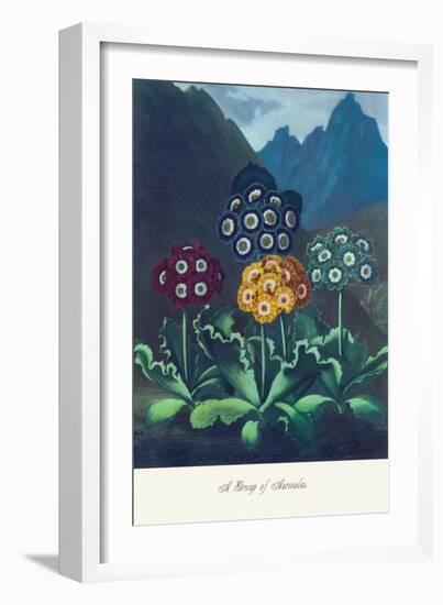 Group of Auricles-null-Framed Art Print