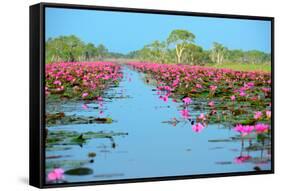 Group of Beautiful Blossom Lotus-num_skyman-Framed Stretched Canvas