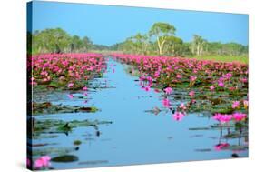 Group of Beautiful Blossom Lotus-num_skyman-Stretched Canvas