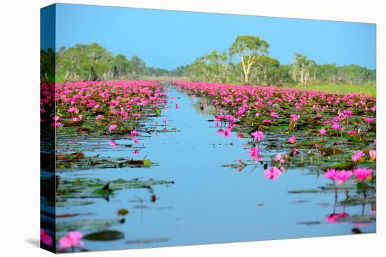 Group of Beautiful Blossom Lotus-num_skyman-Stretched Canvas